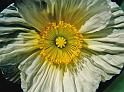 (07) wind poppy